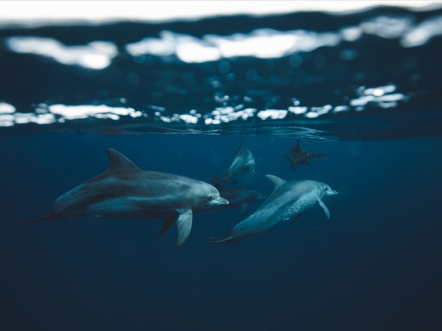 Golfinhos