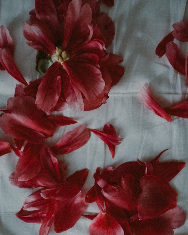 Pétalas de uma flor vermelha